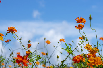 コスモスを青空