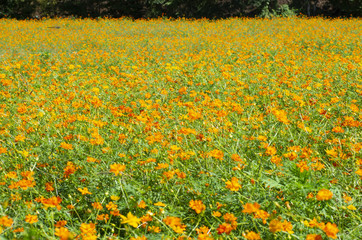 オレンジコスモス畑