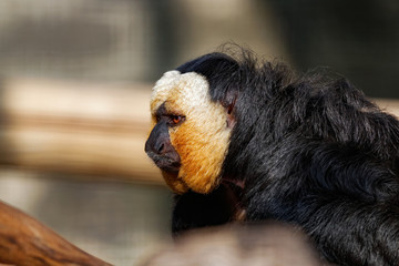 Saki à face blanche en gros plan