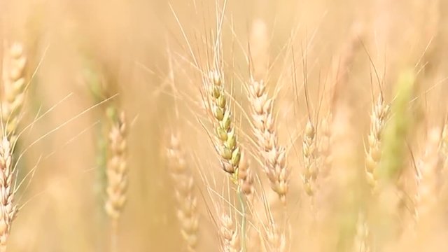 4K Video of Barley among the wind