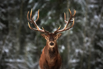 Obraz premium Szlachetny samiec jelenia w lesie zima śnieg.