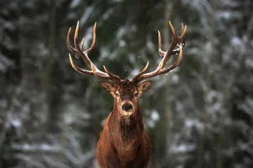 Crédence de cuisine en verre imprimé Cerf Cerf noble mâle dans la forêt de neige d& 39 hiver.