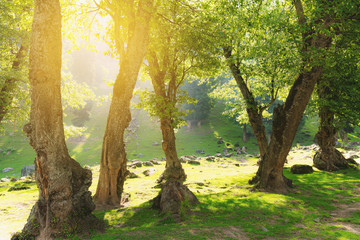 Natural forests with bright sunlight in the morning