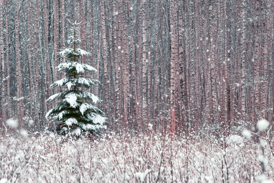 Fototapeta Lonely spruce tree in the snow against a background of tree trunks in a winter forest.