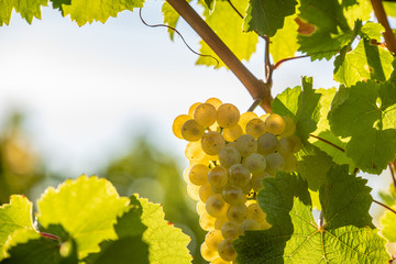 Fototapeta premium ripe white grapes, waiting for harvest