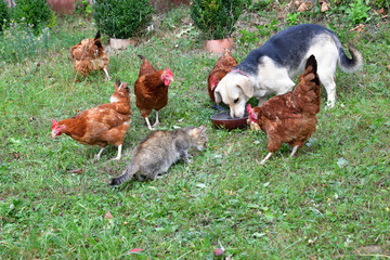 Domestic animals chicken dog and cat eating together  as best friend