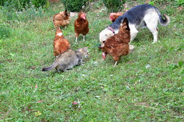 Domestic animals chicken dog and cat eating together  as best friend
