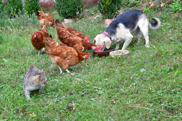 Domestic animals chicken dog and cat eating together  as best friend