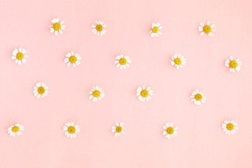 Little daisy flowers head over pink. Flat lay, top view. Minimalistic style, floral pattern.