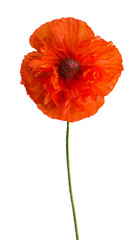 Single red poppy flower isolated on white background.