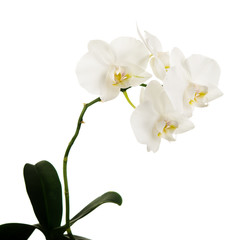 Fototapeta na wymiar Blooming twig of Phalaenopsis orchid flowers isolated on white background.