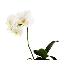 Obraz premium Blooming twig of Phalaenopsis orchid flowers isolated on white background.