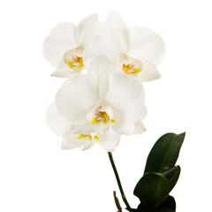 Blooming twig of Phalaenopsis orchid flowers isolated on white background.