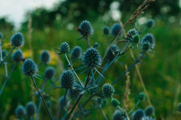 thistle in bloom