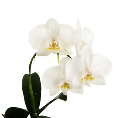 Obraz na płótnie Canvas Blooming twig of Phalaenopsis orchid flowers isolated on white background.
