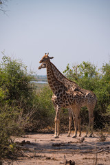 Giraffe in Chobe National Park, Botswana