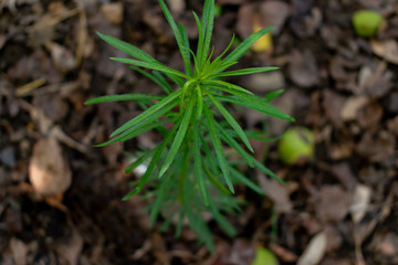 Close-up of young plant growth. young leaves