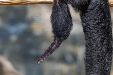 Détail de la patte d'un saki à face blanche