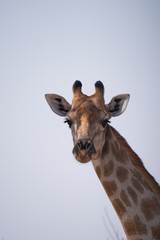 Giraffe in Chobe National Park, Botswana