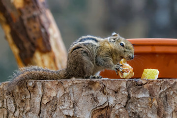 Ecureuil rayé de Swinhoe