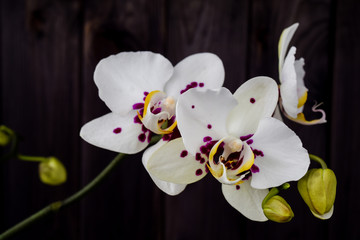 Orchid Phalaenopsis closeup on black background