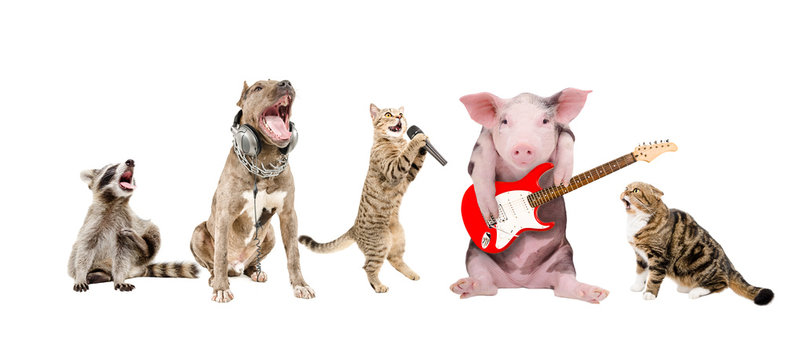 Group of cute funny animals musicians, isolated on white background