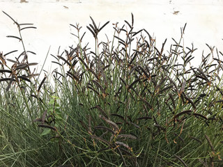 ヤハズエンドウ