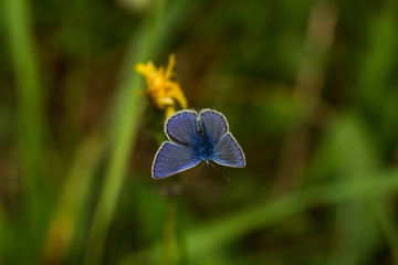 Bläuling