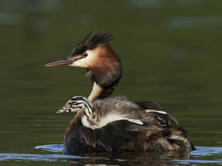 Great crested grebe (Podiceps cristatus)
