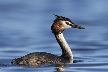 Great crested grebe (Podiceps cristatus)