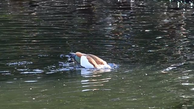 Ruddy shelduck (Tadorna ferruginea) in the pond