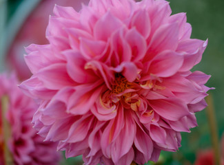 Beautiful flower in the garden.