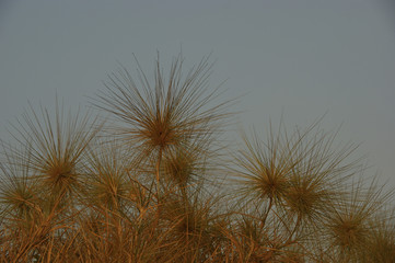 spiny plant spinifex littoreus. Look like hedgehogs at sunset