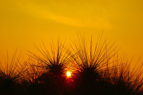 spiny plant spinifex littoreus. Look like hedgehogs at sunset