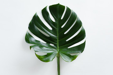 Fototapeta na wymiar Tropical leaves Monstera on white background with copy space. Flat lay, top view