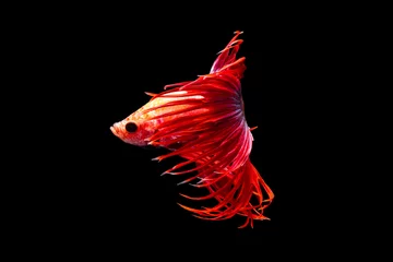 Gordijnen The moving moment beautiful of siamese betta splendens fighting fish or crown tail in thailand on black background. Thailand call Pla-kad or biting fish. © Soonthorn
