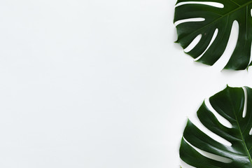 Tropical leaves Monstera on white background with copy space. Flat lay, top view