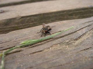 Fly and culm of grass on wood in cloudy day, close-up