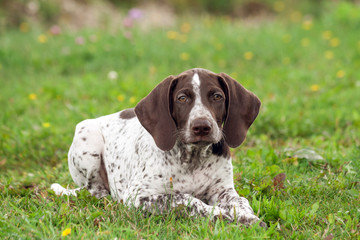 german shorthaired pointer, german kurtshaar one spotted puppy  lying on green grass, looking straight into the eyes, intelligent look and sweet dog, in the mouth grass, close-up portrait