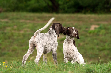 german shorthaired pointer, german kurtshaar two spotted little puppy, one is sitting on the grass, the second is standing and licking the ear first, in the background green grass, white with brown 
