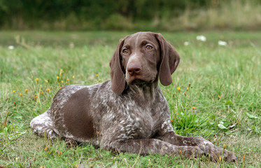 german shorthaired pointer, german kurtshaar one spotted puppy  lying on green grass, looking straight into the eyes, intelligent look and sweet dog, in the mouth grass, close-up portrait