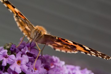 Painted Lady on Buddleia