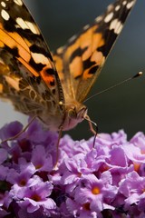Painted Lady on Buddleia