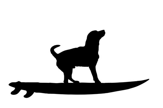 Vector silhouette of dog with surf board on white background.