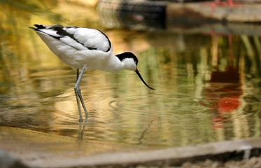 Portrait of Pied Avocet (Recurvirostra avosetta) black and white waterbird