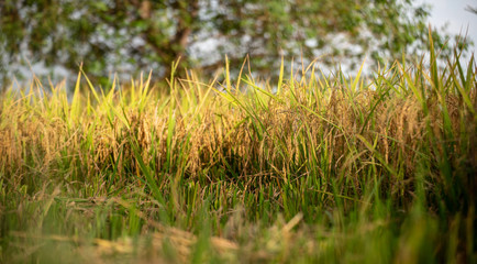 green grass in the field