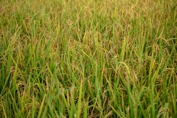 field of green wheat
