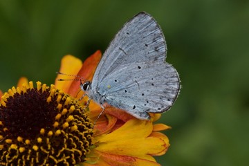 Holly  blue butterfly on  Helenium Short n Sassy