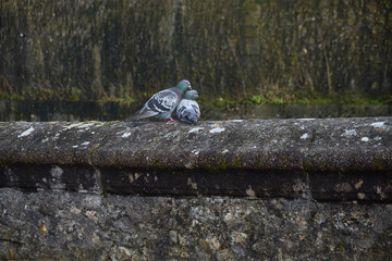 Beautiful couple of doves in loving, sitting on concrete parapet
