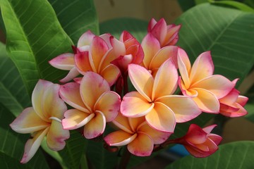 PLANT,  it is beautiful flower that Thai people call LEE-LA-WA-DEE,  like to grow be decorate.